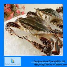 frozen blue swimming crab sea crab